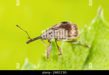 Bird-Cherry Weevil (Anthonomus rectirostris), assis sur une feuille, Allemagne Banque D'Images