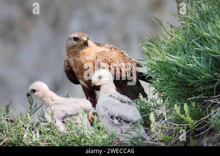 Buzzard à jambes longues (Buteo rufinus), avec poussins Banque D'Images