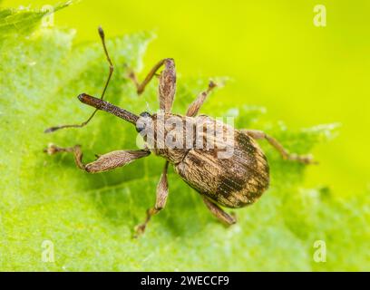 Bird-Cherry Weevil (Anthonomus rectirostris), assis sur une feuille, Allemagne Banque D'Images