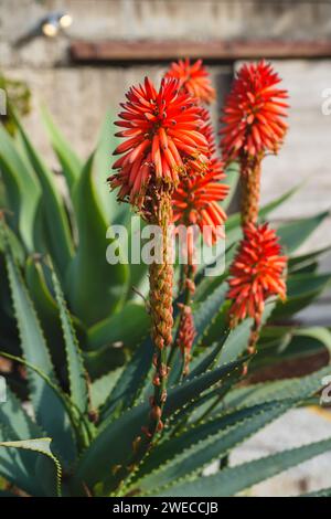 Aloe de montagne (Aloe marlothii) gros plan en fleur dans le jardin. L'aloès de montagne est un grand succulent éternel vert Banque D'Images