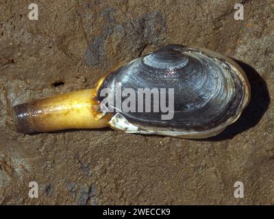 Sablier, palourdes à coquille molle, palourdes à coquille molle, palourdes à large col, cuiseur à vapeur (Mya arenaria, Arenomya arenaria), rampe sur la plage de la mer du Nord, Germa Banque D'Images