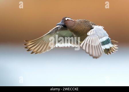 Garganey (Anas querquedula), drake en vol, Italie, Toscane Banque D'Images