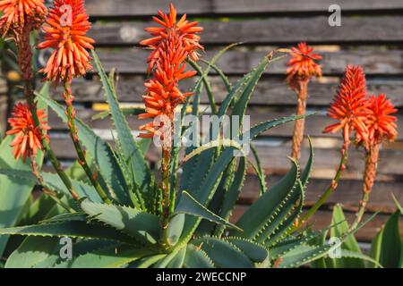 Aloe de montagne (Aloe marlothii) gros plan en fleur dans le jardin. L'aloès de montagne est un grand succulent éternel vert Banque D'Images