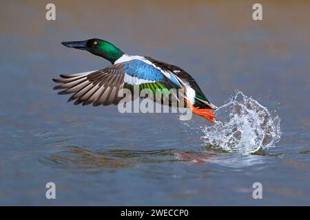 pelleteuse du nord, pelleteuse (Anas clypeata, spatule clypeata), drake à partir de l'eau, vue latérale, Italie, Toscane Banque D'Images