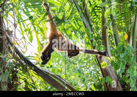 Trésors de Tortuguero : des singes araignées ludiques balancent la cime des arbres, ajoutant du charme au vibrant parc national de Tortuguero au Costa Rica. Banque D'Images