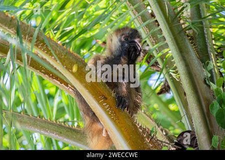 Trésors de Tortuguero : des singes araignées ludiques balancent la cime des arbres, ajoutant du charme au vibrant parc national de Tortuguero au Costa Rica. Banque D'Images