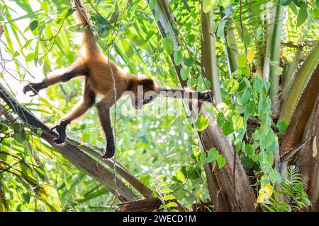 Trésors de Tortuguero : des singes araignées ludiques balancent la cime des arbres, ajoutant du charme au vibrant parc national de Tortuguero au Costa Rica. Banque D'Images