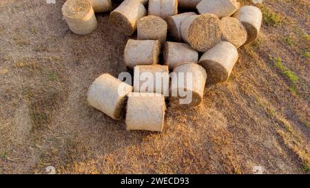 Beaucoup de paille de blé sec tordu en balles de rouleau sur un champ au coucher du soleil. Balles de paille éparpillées après la récolte tordues en rouleaux reposant sur le champ. Paysage rural, paysage de campagne Banque D'Images