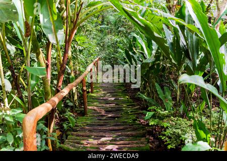 Monteverde Magic : embarquez pour une randonnée enchanteresse à travers la forêt nuageuse du Costa Rica, où chaque pas dévoile les merveilles de la mystique de la nature Banque D'Images