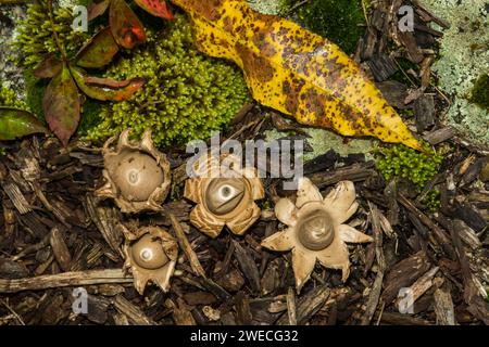 Triplex Geastrum Earthstar - collier Banque D'Images