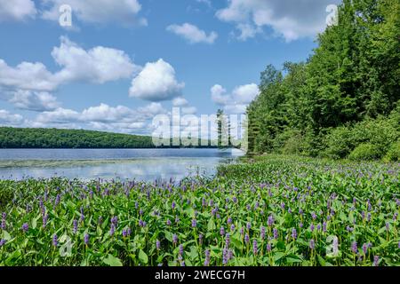 De belles fleurs violettes ornent la rive du lac Bottle dans le parc provincial Kawartha Highlands Banque D'Images