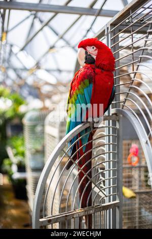 Un Macaw écarlate domestiqué assis sur leur cage Banque D'Images