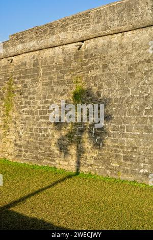 Ombre de palmier projetée sur le mur de pierre de coquina du Monument National Castillo de San Marcos Banque D'Images