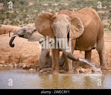 Deux éléphants d'afrique buvant de manière ludique au trou d'eau, l'un face à la caméra l'autre de profil. Différents âges, plus grande expulsant l'eau du tronc Banque D'Images