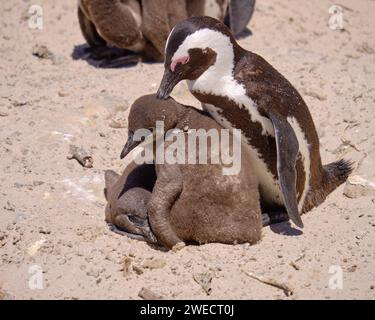 Pingouin africain adulte préendant la couette d'un poussin juvénile sous ses soins. Capturez sur une plage ensoleillée en Afrique du Sud Banque D'Images