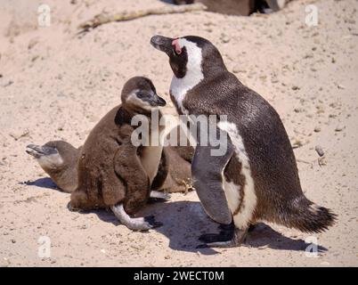 Manchot africain adulte avec poussin juvénile sous sa garde. Capturez sur une plage ensoleillée en Afrique du Sud Banque D'Images