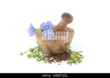 Mortier en bois rempli de petites graines de lin brun et une plante de lin bleu fleurit aux côtés de capsules rondes de fruits de lin isolées sur fond blanc Banque D'Images