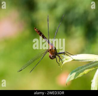 Ruddy Darter (Sympetrum sanguineum), mâle sexuellement mature, assis en position obélisque, position obélisque, position obélisque pour réduire le rayonnement solaire Banque D'Images