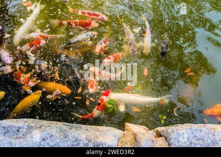Grand groupe de Koi nageant dans une eau de couleur verdâtre à Hiroshima, Japon Banque D'Images