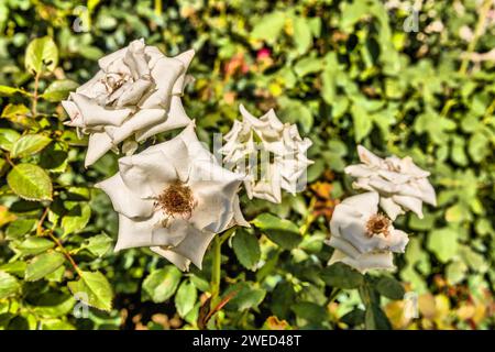 Gros plan de rosa gigantea fleur avec brousse floue en arrière-plan à Istanbul, Turkiye Banque D'Images