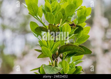 Grande guêpe brune et noire reposant sur une feuille d'une plante verte par une journée ensoleillée Banque D'Images