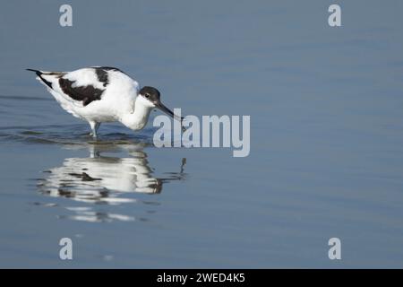 Pied avocat (Recurvirostra avosetta) oiseaux adultes se nourrissant dans un lagon peu profond, Lincolnshire, Angleterre, Royaume-Uni Banque D'Images