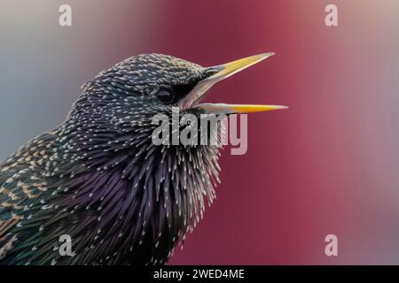 Chant d'oiseau adulte à l'étourdissement européen (Sturnus vulgaris), Dorset, Angleterre, Royaume-Uni Banque D'Images