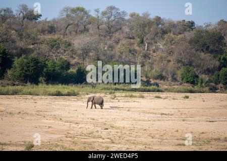 Un éléphant solitaire (Loxodonta africana) traverse le lit asséché de la rivière Sabie entouré d'arbres, près du camp de repos Lower Sabie, Kruger National Banque D'Images