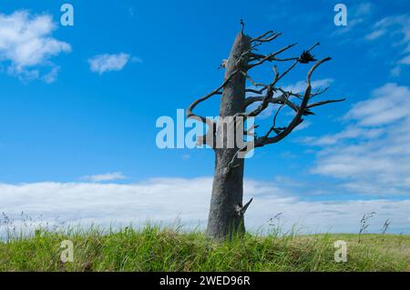 Clark's Tree sculpture en bronze le long du sentier de découverte, Long Beach, Washington Banque D'Images