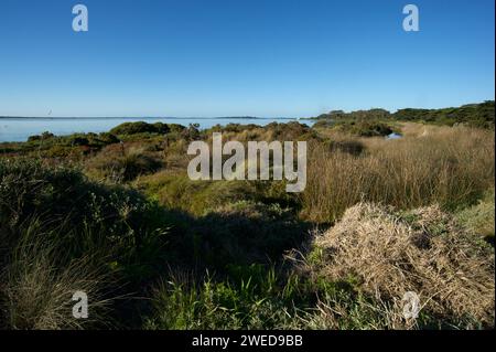 Swan Bay est une réserve naturelle et un lagon, sur la péninsule de Bellarine, près de Queenscliff, dans le Victoria, en Australie. Il est superbe par un jour ensoleillé d'hiver. Banque D'Images