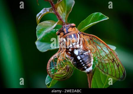 Cicada des prairies géantes (Megatibicen dorsatus) également connue sous le nom de Cicada Bush ou Grand Western Cicada Banque D'Images