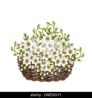 Bouquet aquarelle de primevres blanches - Forget-Me-Not fleurs dans un panier en osier pour Pâques, mariage, Fête de la femme, Saint-Valentin, anniversaire, de la mère Banque D'Images