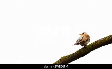 Oiseau fritillaire assis sur une branche sur un fond blanc isolé, Turdus pilaris Banque D'Images