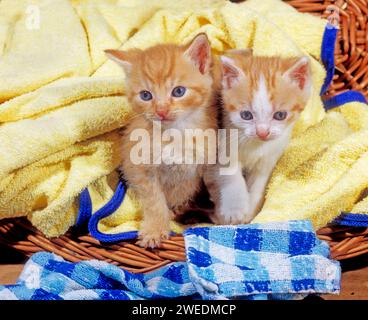 Deux chatons, frère (à gauche) et sœur, aiment se cacher dans le panier à linge. Banque D'Images