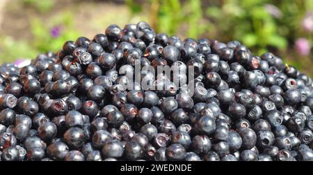 Gros plan de baies noires mûres de vaccinium myrtillus, de myrtille européenne ou de myrtille commune riche en antioxydants et en vitamine C. Banque D'Images