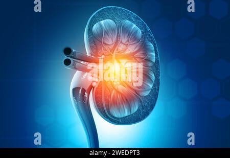 Etude comparative du rein humain sur le fond scientifique. rendu 3d. Banque D'Images