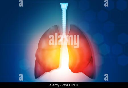 Anatomie des poumons humains. illustration 3d. Banque D'Images