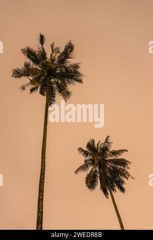 Silhouette de cocotiers sur la plage au coucher du soleil. Ton vintage. Beau cocotier avec ciel au coucher du soleil ou au lever du soleil. Le soleil se couche derrière Banque D'Images