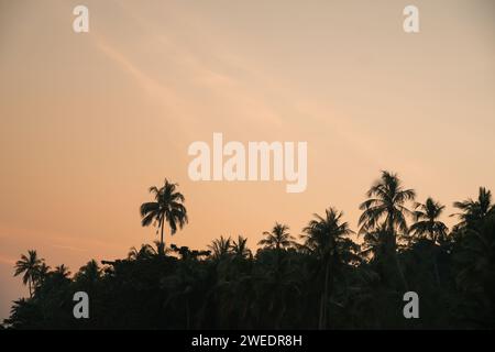 Silhouette de cocotiers sur la plage au coucher du soleil. Ton vintage. Beau cocotier avec ciel au coucher du soleil ou au lever du soleil. Le soleil se couche derrière Banque D'Images