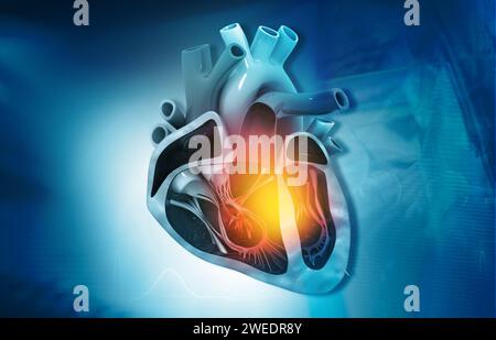 Coupe transversale du diagramme du coeur humain sur le fond médical. illustration 3d. Banque D'Images