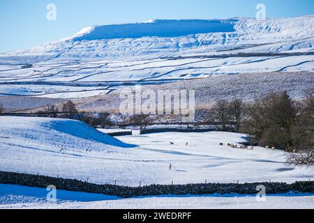 Moutons dans les Yorkshire Dales en hiver, avec beaucoup de neige sur le sol et des murs de pierres sèches traversant le champ. Pris sur une journée ensoleillée avec un soleil éclatant. Banque D'Images