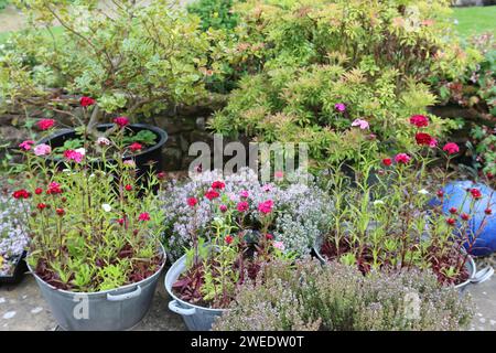 Baignoires galvanisées vintage utilisées comme récipients à plantes, remplies de fleurs de dianthus, entourées de jardinières sur un patio Banque D'Images