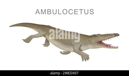 Ambulocetus ancêtre préhistorique des baleines, illustration Banque D'Images