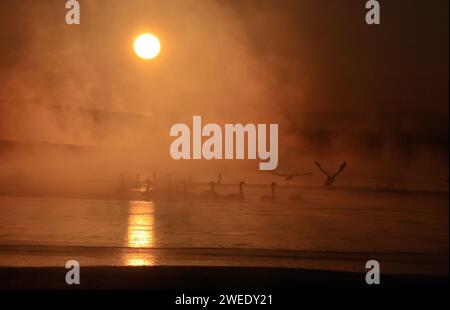 YILI, CHINE - 8 JANVIER 2022 - les cygnes passent leur hiver dans une source chaude dans la préfecture de Yili, province du Xinjiang, Chine, le 8 janvier 2022. Banque D'Images