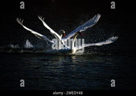 YILI, CHINE - 2 JANVIER 2022 - les cygnes passent leur hiver dans une source chaude dans la préfecture de Yili, province du Xinjiang, Chine, le 2 janvier 2022. Banque D'Images