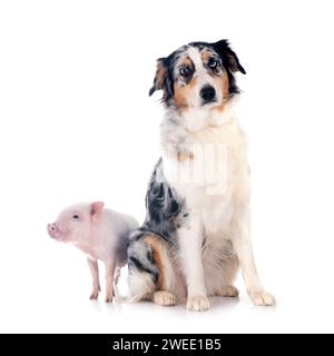 cochon miniature rose et berger australien devant fond blanc Banque D'Images