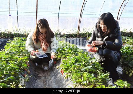 Pékin, Chine. 25 janvier 2024. Les visiteurs récoltent des fraises dans une serre du district de Pinggu à Beijing, capitale de la Chine, le 25 janvier 2024. Ici, les agriculteurs sont occupés à récolter des fraises cultivées en serre pour répondre aux besoins des clients pour les prochaines vacances du Festival du printemps. Crédit : REN Chao/Xinhua/Alamy Live News Banque D'Images