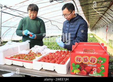 Pékin, Chine. 25 janvier 2024. Les agriculteurs emballent les fraises nouvellement récoltées dans une serre du district de Pinggu à Beijing, capitale de la Chine, le 25 janvier 2024. Ici, les agriculteurs sont occupés à récolter des fraises cultivées en serre pour répondre aux besoins des clients pour les prochaines vacances du Festival du printemps. Crédit : REN Chao/Xinhua/Alamy Live News Banque D'Images