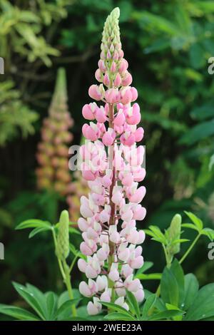 Gros plan d'un grand lupin rose et blanc Banque D'Images