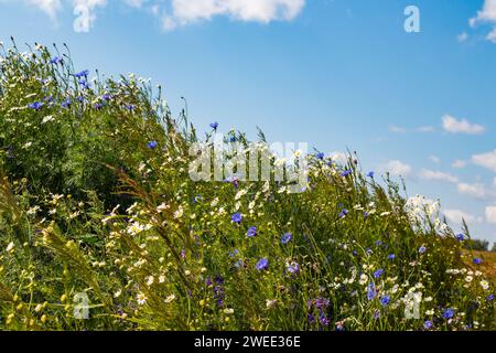 Une colline envahie par de nombreuses fleurs sauvages et herbes sauvages fleuries contre un ciel bleu, un paysage naturel pittoresque Banque D'Images